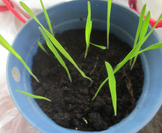 Just a few blades of cat grass in a simple pot with simple dirt. 