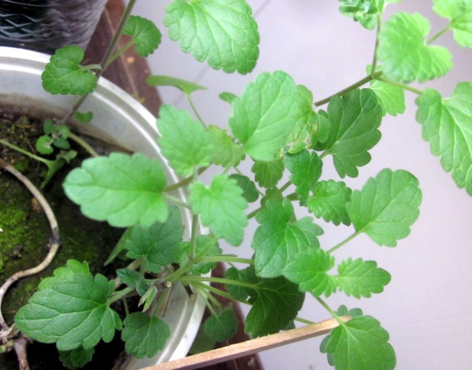 Catnip in a shallow container. 