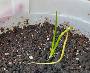 Transplanted garlic