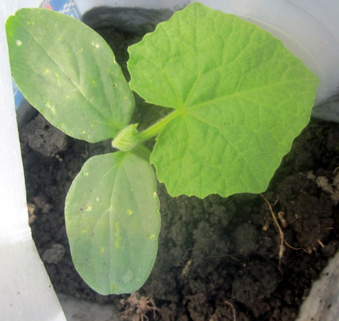 Boston pickling cucumber growing in a recycled plastic jug. 