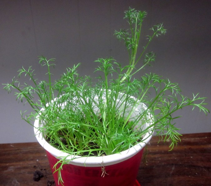 Roman Chamomile from seed, about 4 months old.
