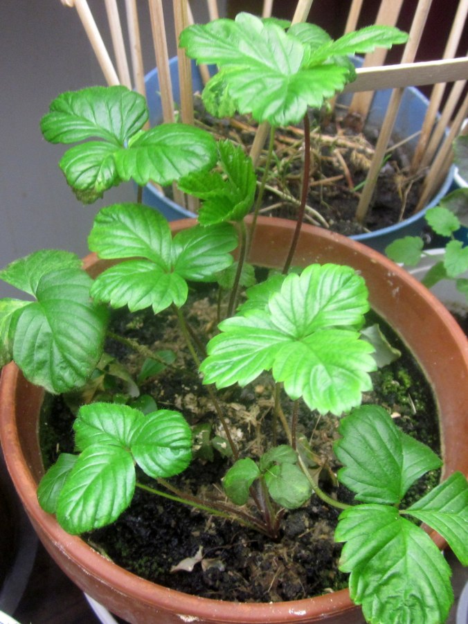 Alpine Mignonette Strawberries, 6 months old from seed