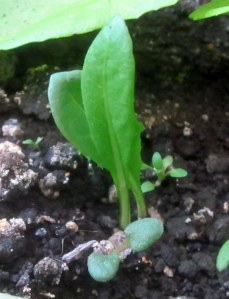 Little Lettuce Sprouts