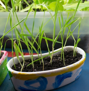Cat grass is growing beautifully! 