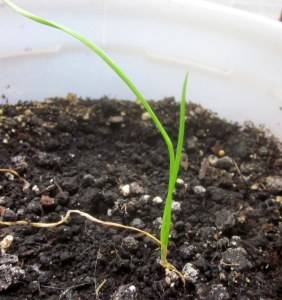 Garlic Bulb Sprouting