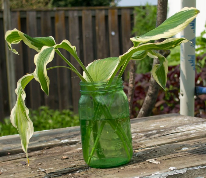 Hosta leaves in jar for about a week or two. 