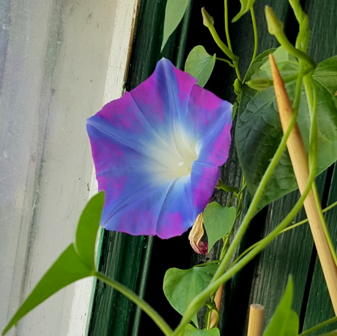 Morning Glory in the kitchen window.