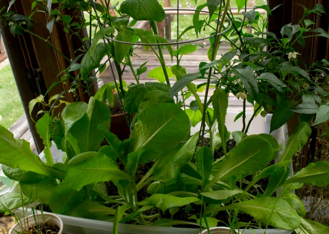 Big Bin in South Window - Jalapeno, Buttercrunch Lettuce, Tomato, Cucumber, and Rosemary