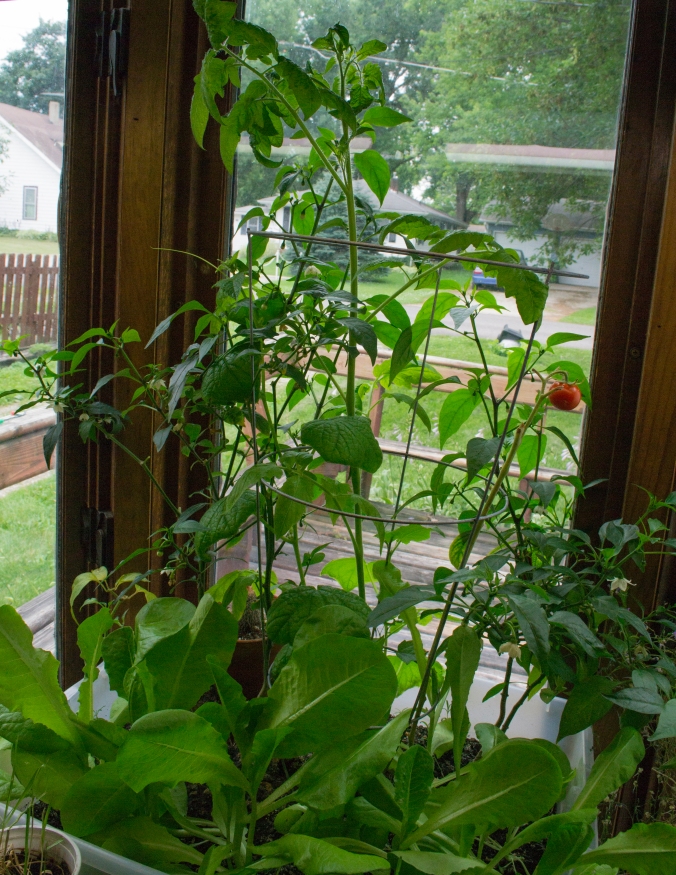 Full view of tomatoes in window garden. 